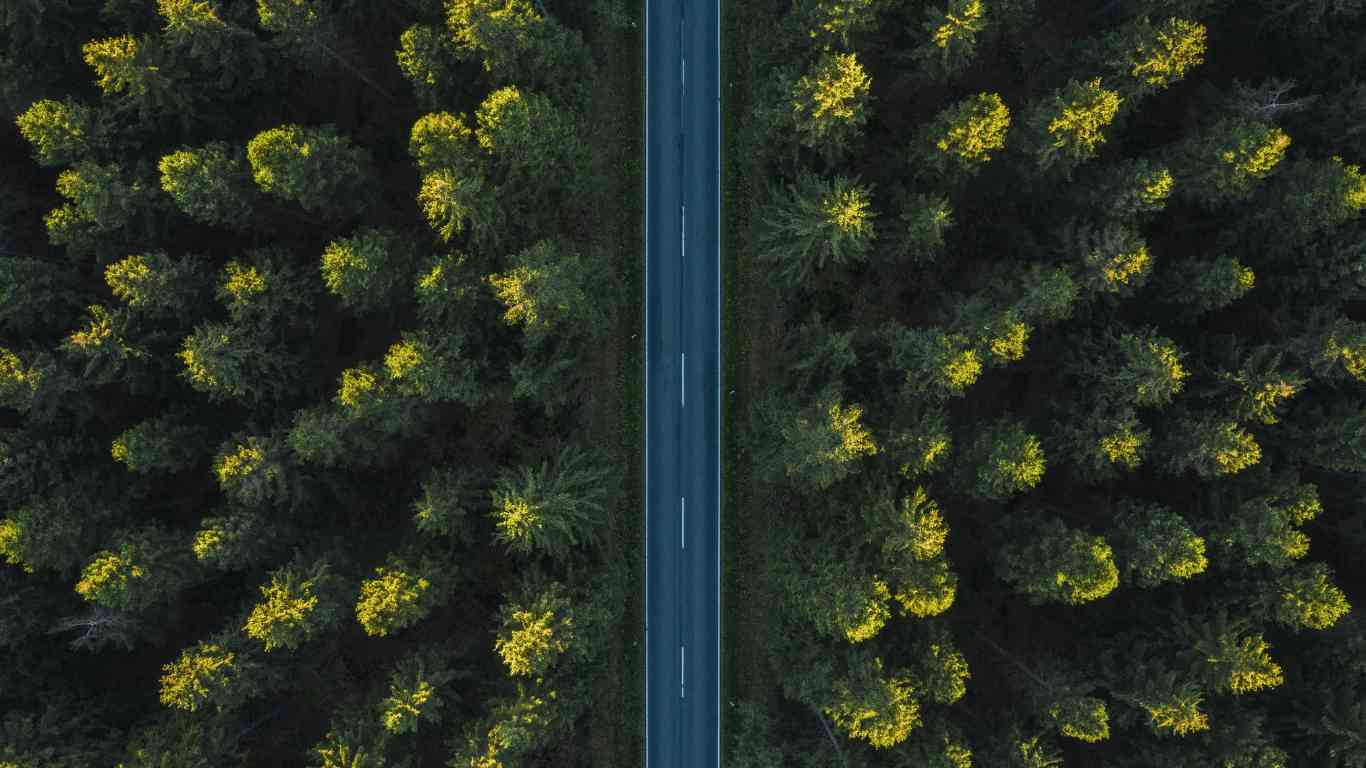 Forest and road from above.